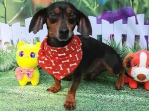 Cachorro raça Basset idade 4 anos nome Doby