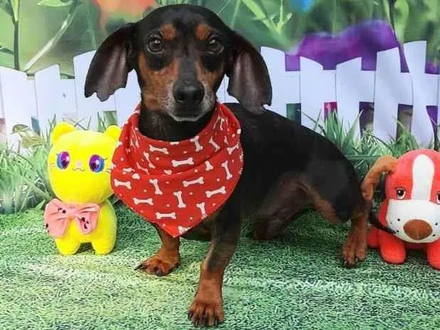 Cachorro raça Basset idade 4 anos nome Doby