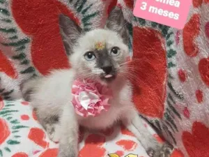 Gato raça Srd idade 2 a 6 meses nome Hanny 