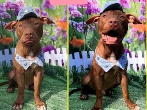 Cachorro raça Pitbull  idade 7 a 11 meses nome Junior 