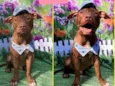 Cachorro raça Pitbull  idade 7 a 11 meses nome Junior 