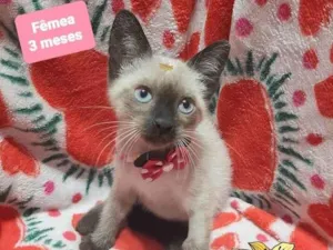 Gato raça Srd idade 2 a 6 meses nome Minnie 