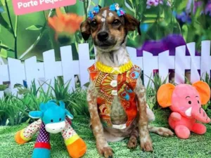 Cachorro raça Srd idade 7 a 11 meses nome Madalena 