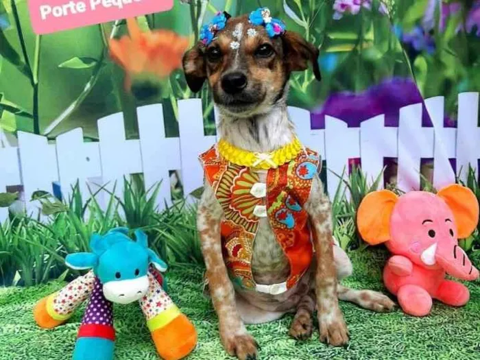 Cachorro raça Srd idade 7 a 11 meses nome Madalena 