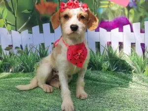 Cachorro raça Srd idade 1 ano nome Laurinha