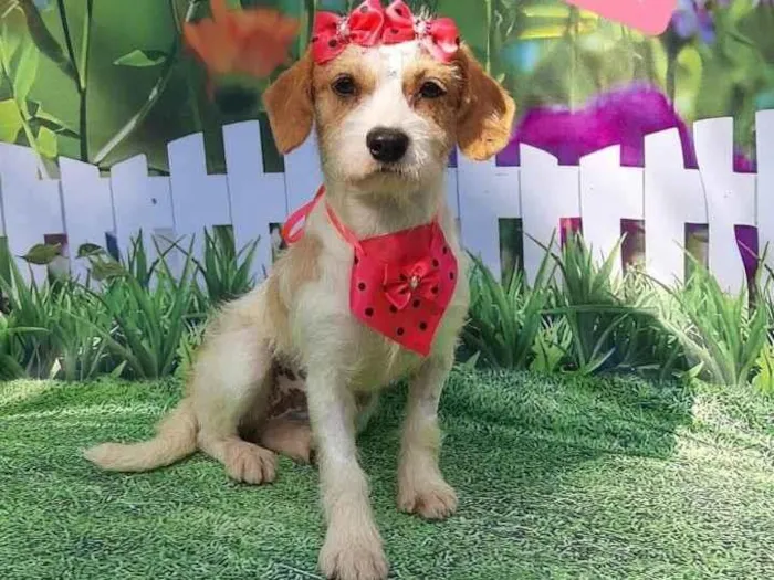 Cachorro raça Srd idade 1 ano nome Laurinha