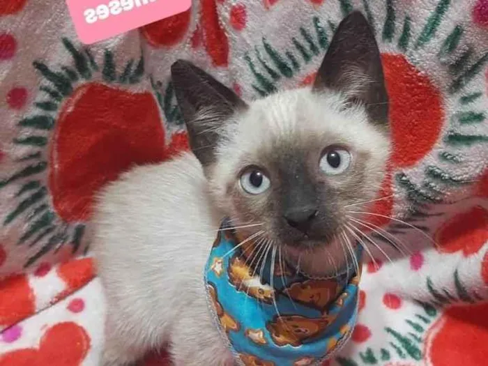 Gato raça Srd idade 2 a 6 meses nome Michael 