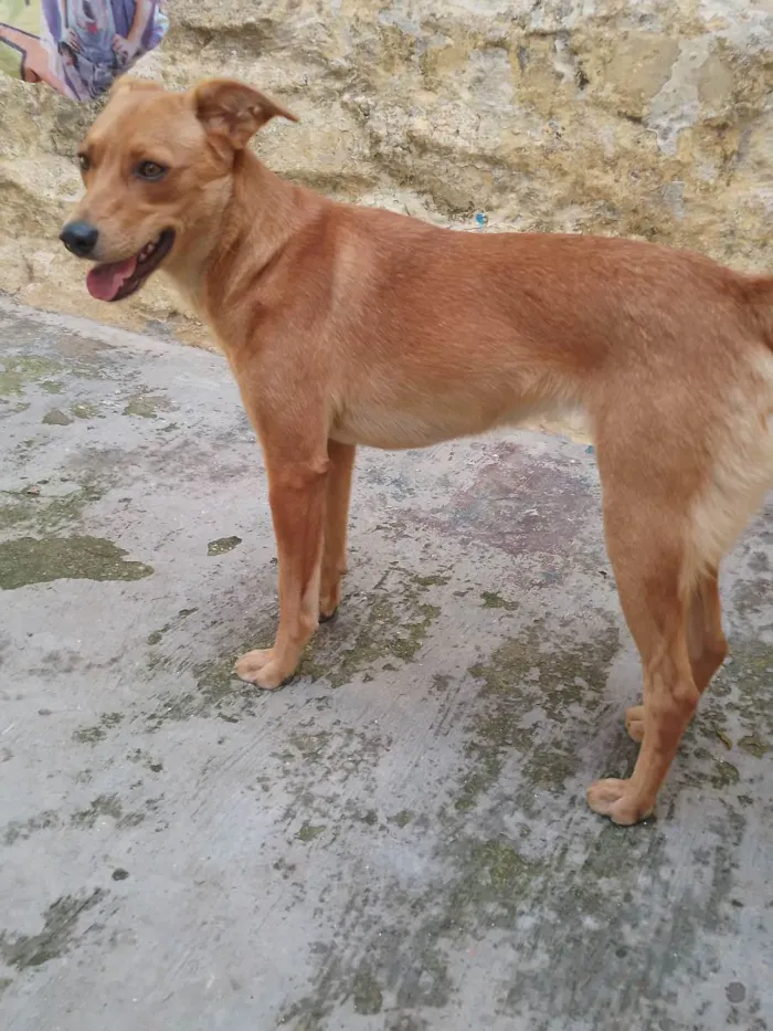 Cachorro ra a Não definida idade 7 a 11 meses nome Princesa