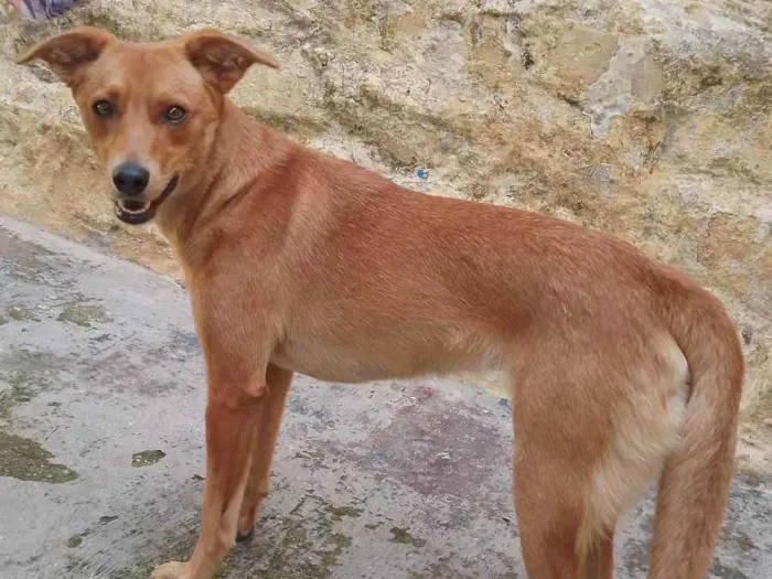 Cachorro ra a Não definida idade 7 a 11 meses nome Princesa