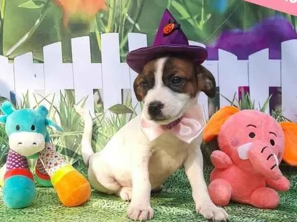 Cachorro raça Srd idade 2 a 6 meses nome Bruxinha 