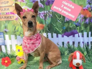 Cachorro raça Srd idade 3 anos nome Clarinha 