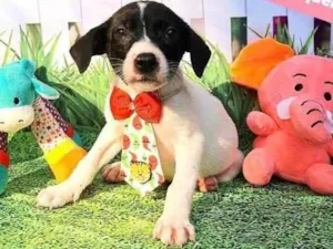 Cachorro raça Srd idade 2 a 6 meses nome Zack