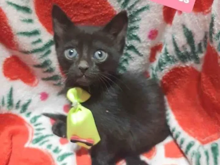 Gato raça Srd idade 2 a 6 meses nome Black