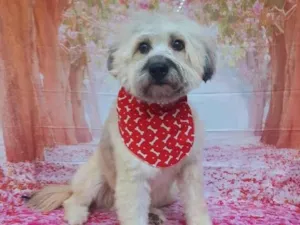 Cachorro raça Srd idade 2 anos nome Tedy