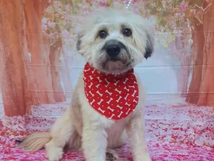 Cachorro raça Srd idade 2 anos nome Tedy