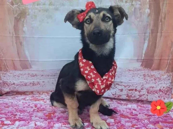 Cachorro raça Srd idade 1 ano nome Gabriela 