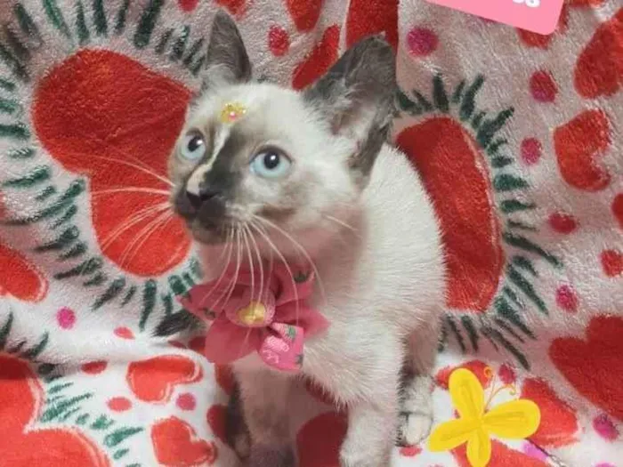 Gato raça Srd  idade 2 a 6 meses nome Nana 