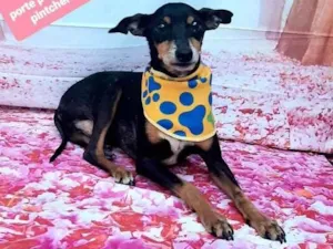 Cachorro raça Pinscher idade 5 anos nome Pedrinho 