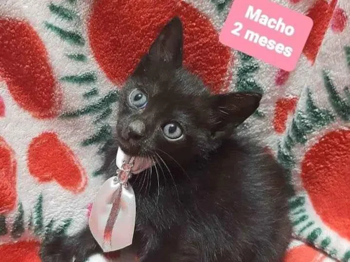 Gato raça Srd idade 2 a 6 meses nome Joca 