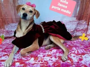 Cachorro raça Srd idade 3 anos nome Sofia 