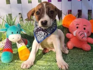 Cachorro raça Srd idade 2 a 6 meses nome Biel