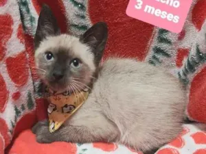 Gato raça Srd idade 2 a 6 meses nome Floquinho 