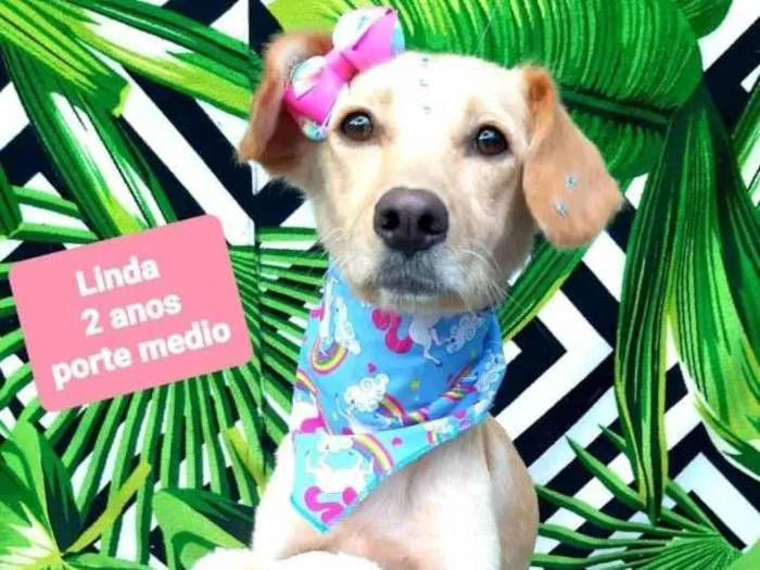Cachorro raça Srd idade 2 anos nome Linda