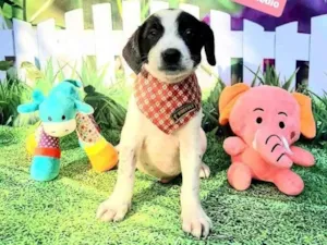 Cachorro raça Srd idade 2 a 6 meses nome Dinho