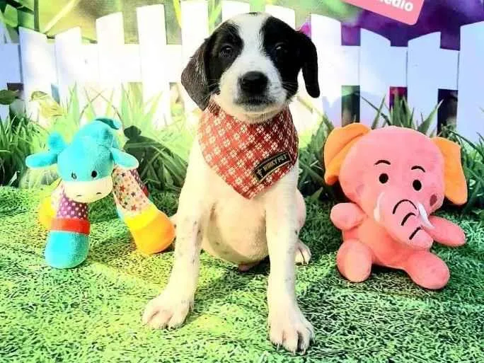 Cachorro raça Srd idade 2 a 6 meses nome Dinho