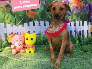 Cachorro raça Srd idade 2 anos nome Paty