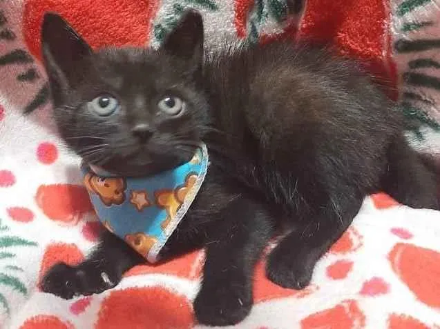 Gato raça Srd idade 2 a 6 meses nome Zeus