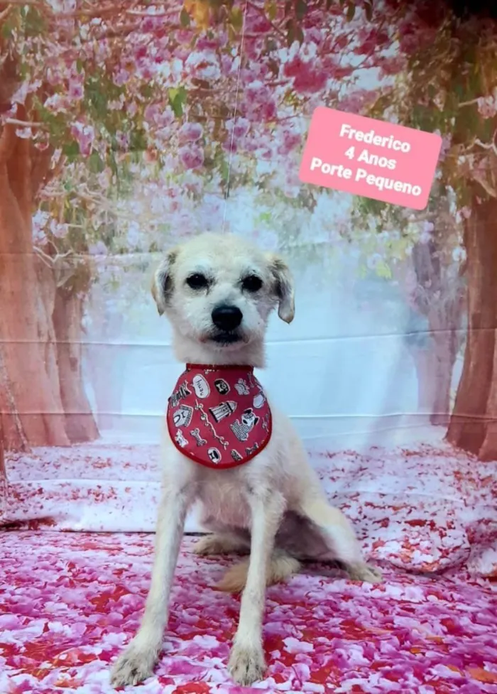 Cachorro raça Srd idade 4 anos nome Frederico 