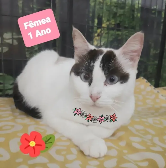 Gato raça Srd idade 1 ano nome Felicia 