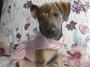 Cachorro raça SRD idade 2 a 6 meses nome Belinha