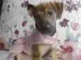 Belinha