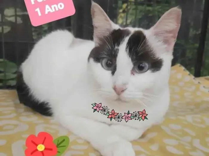 Gato raça Srd idade 1 ano nome Felicia 