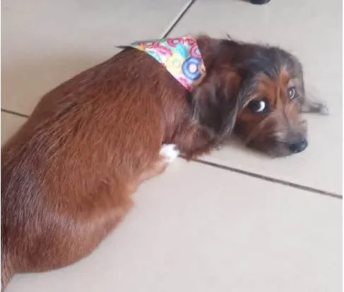 Cachorro ra a Dachshund idade 2 a 6 meses nome Pérola
