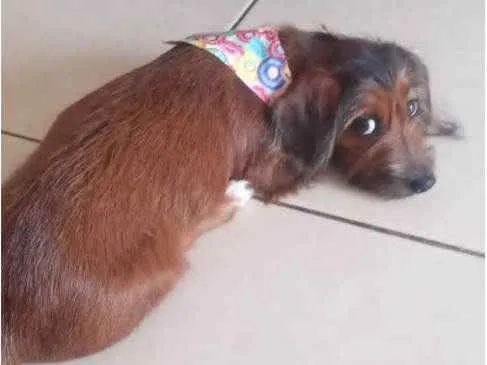 Cachorro ra a Dachshund idade 2 a 6 meses nome Pérola
