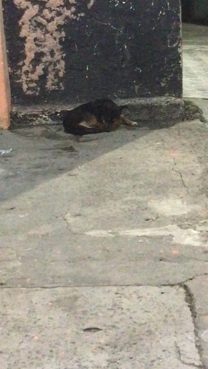 Cachorro ra a  idade 2 a 6 meses nome Não sei 