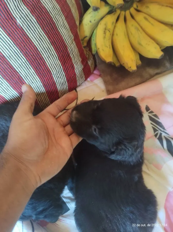 Cachorro ra a Srd idade Abaixo de 2 meses nome Preguiça 