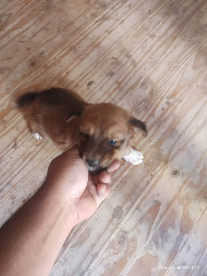 Cachorro ra a Srd idade Abaixo de 2 meses nome Preguiça 