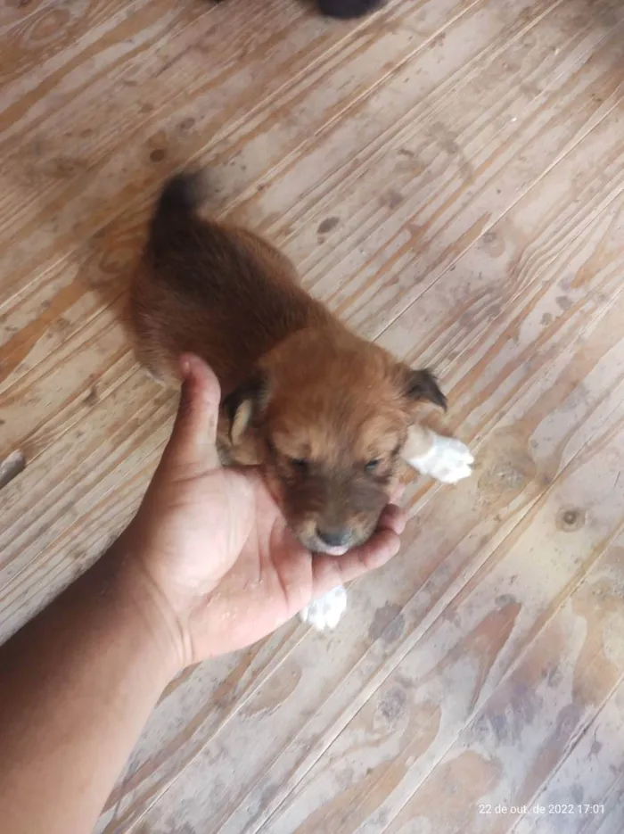 Cachorro ra a Srd idade Abaixo de 2 meses nome Preguiça 