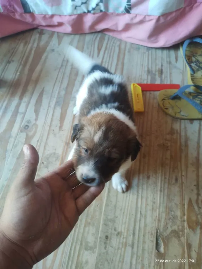 Cachorro ra a Srd idade Abaixo de 2 meses nome Preguiça 