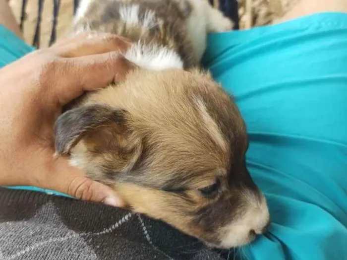 Cachorro ra a Srd idade Abaixo de 2 meses nome Preguiça 