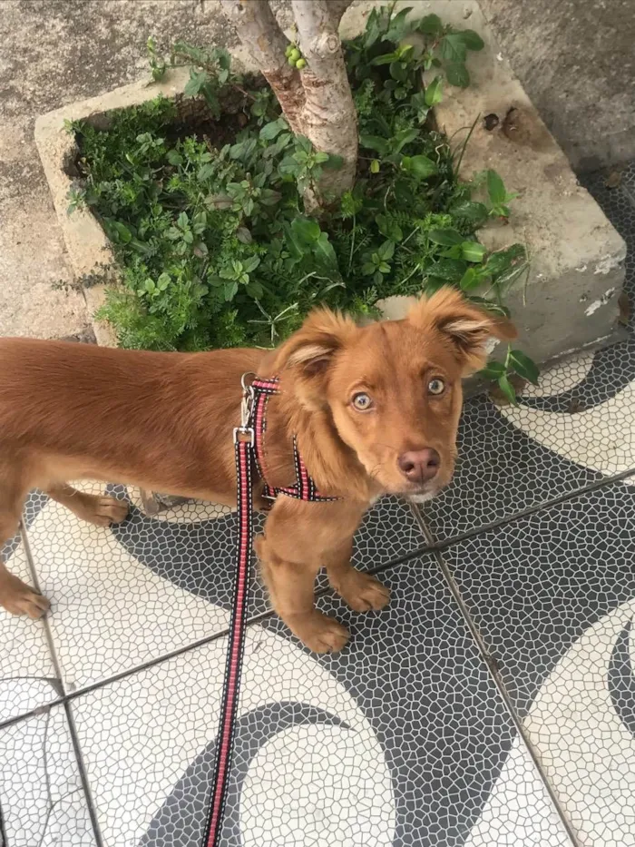 Cachorro ra a nao sei  idade 7 a 11 meses nome Tobias