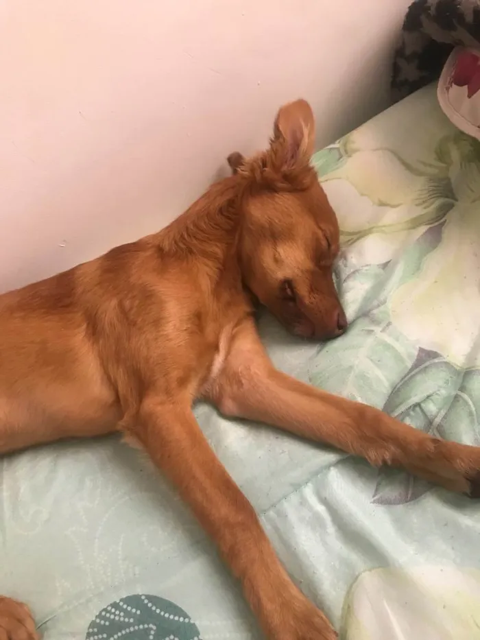 Cachorro ra a nao sei  idade 7 a 11 meses nome Tobias