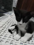 Zequinha