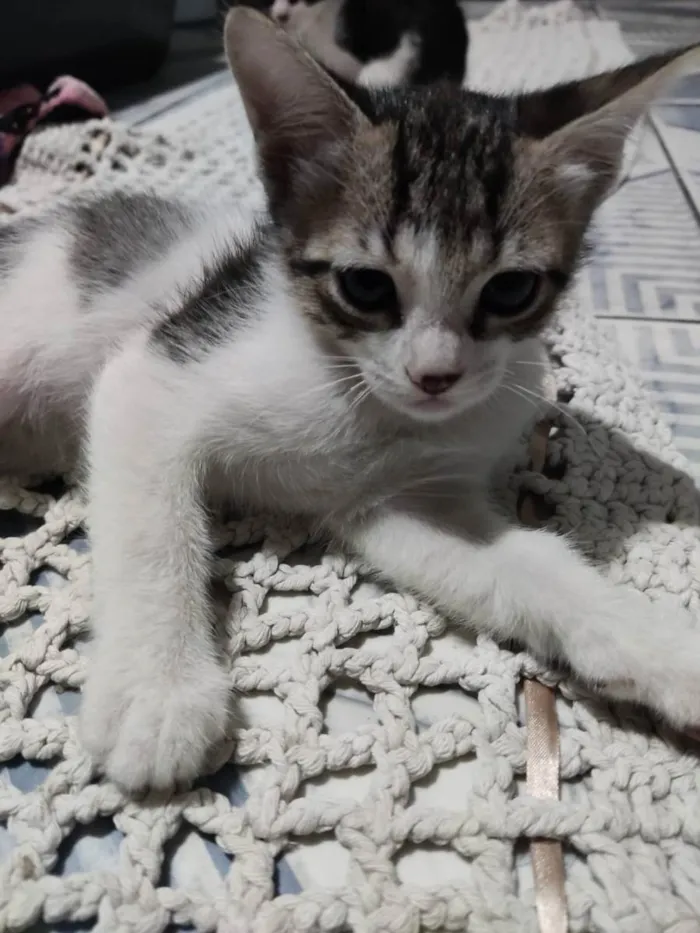 Gato ra a Misturada  idade Abaixo de 2 meses nome Ragnar