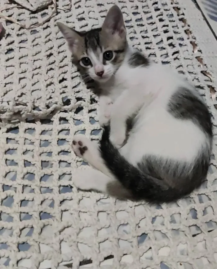 Gato ra a Misturada  idade Abaixo de 2 meses nome Ragnar