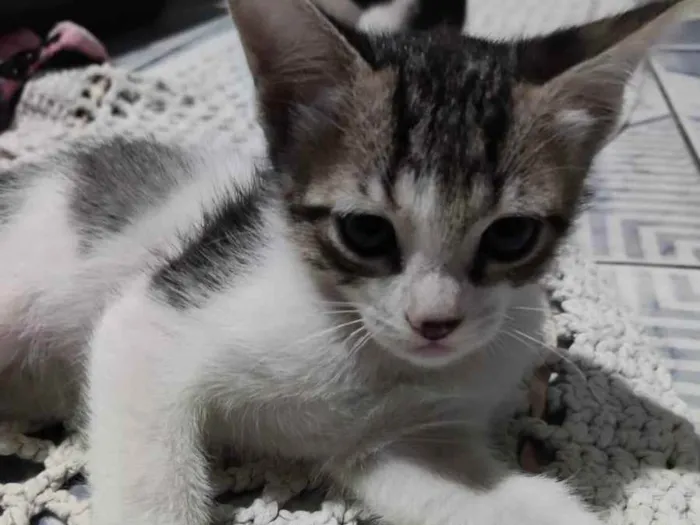 Gato ra a Misturada  idade Abaixo de 2 meses nome Ragnar